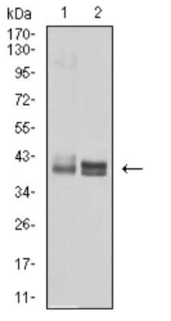 HLA B Antibody (2G7B10) - BSA Free, Novus Biologicals:Antibodies:Primary